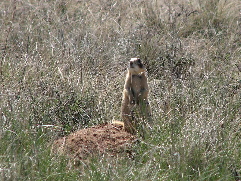 Bryce Canyon - Utah Prairie Dog